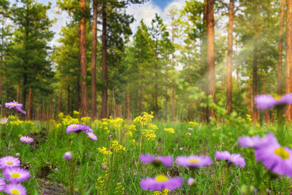 Meadow with trees and blooming flowers