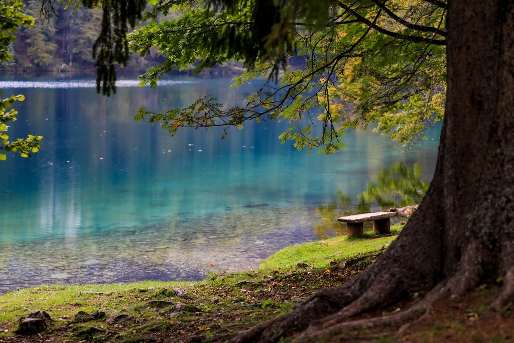 Bench under a tree by a lake